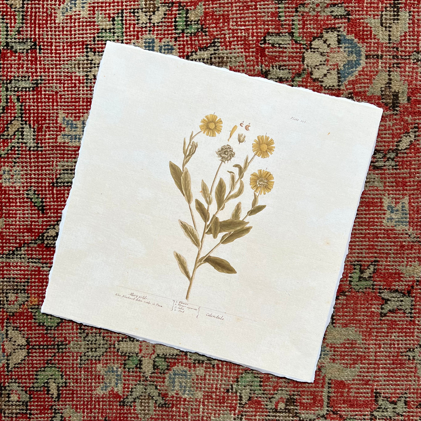 Vintage Botanicals | Marigolds