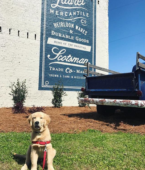 Laurel's Best Pet-Friendly Spots