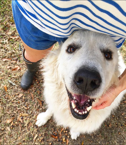 More Than A Dog Tale