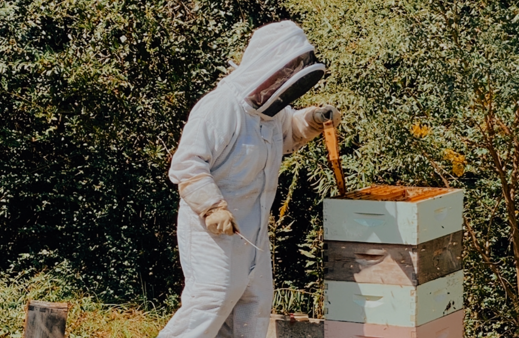 Mississippi Made Vendor Spotlight: Wells Lazy Acres and Judy the Beekeeper