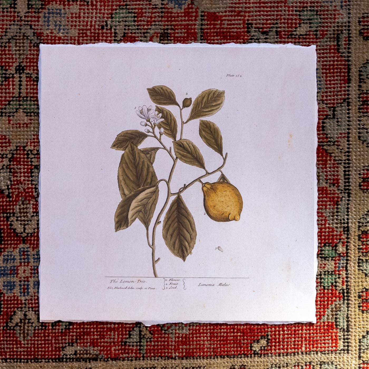 Vintage Botanicals | Lemon Tree