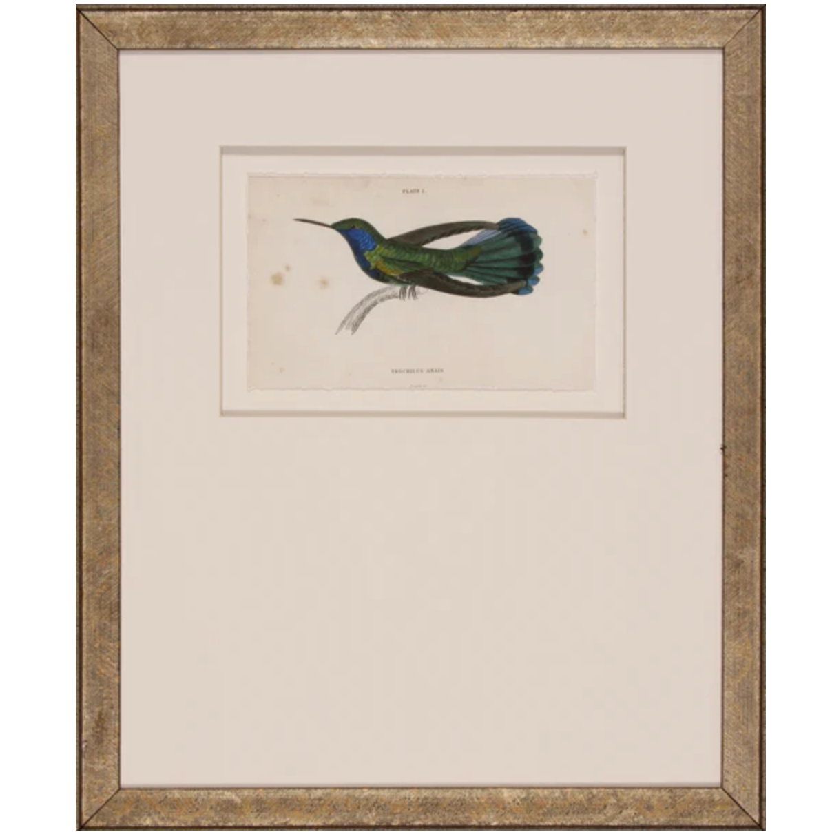 Hummingbird III