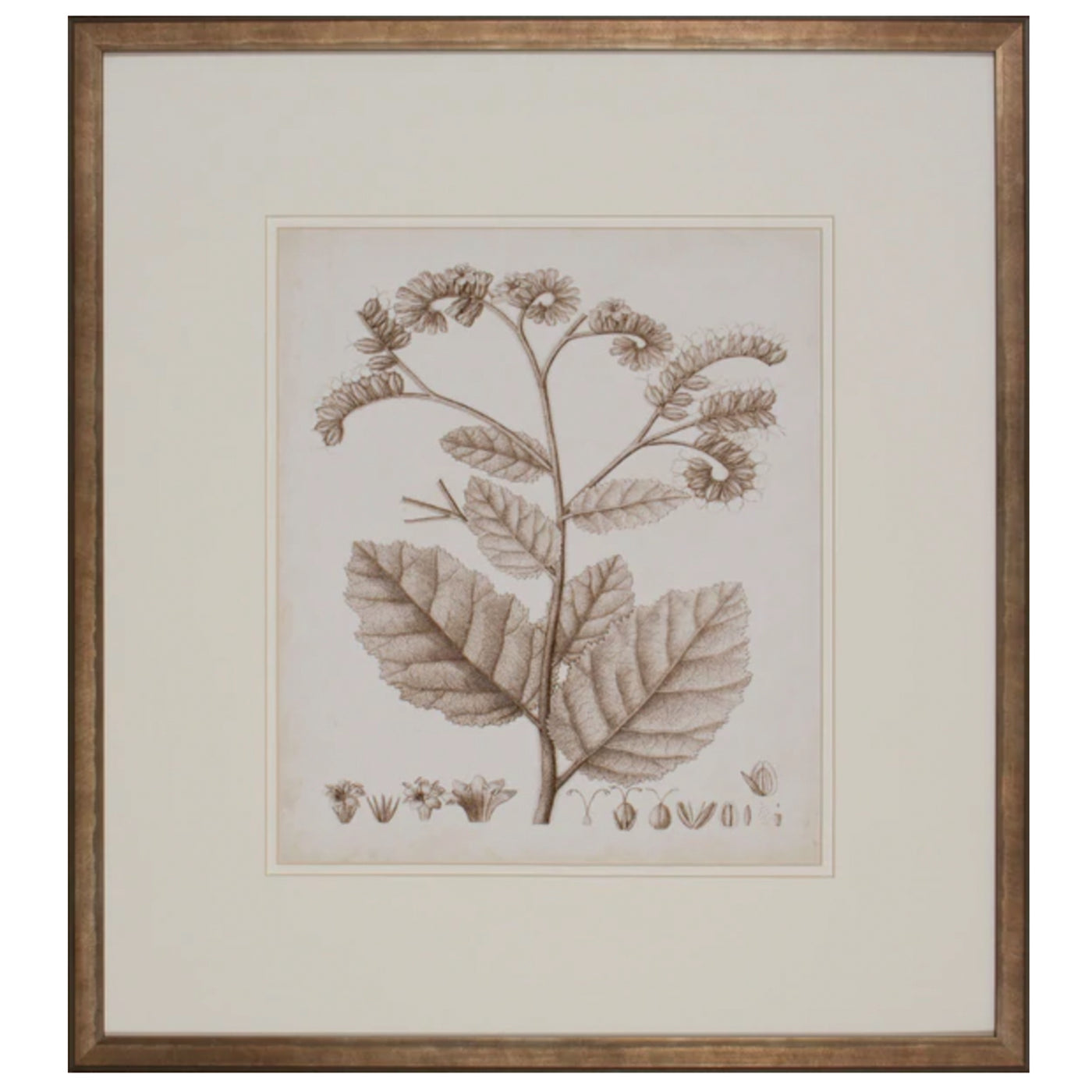 Antique Sepia Botanical IV