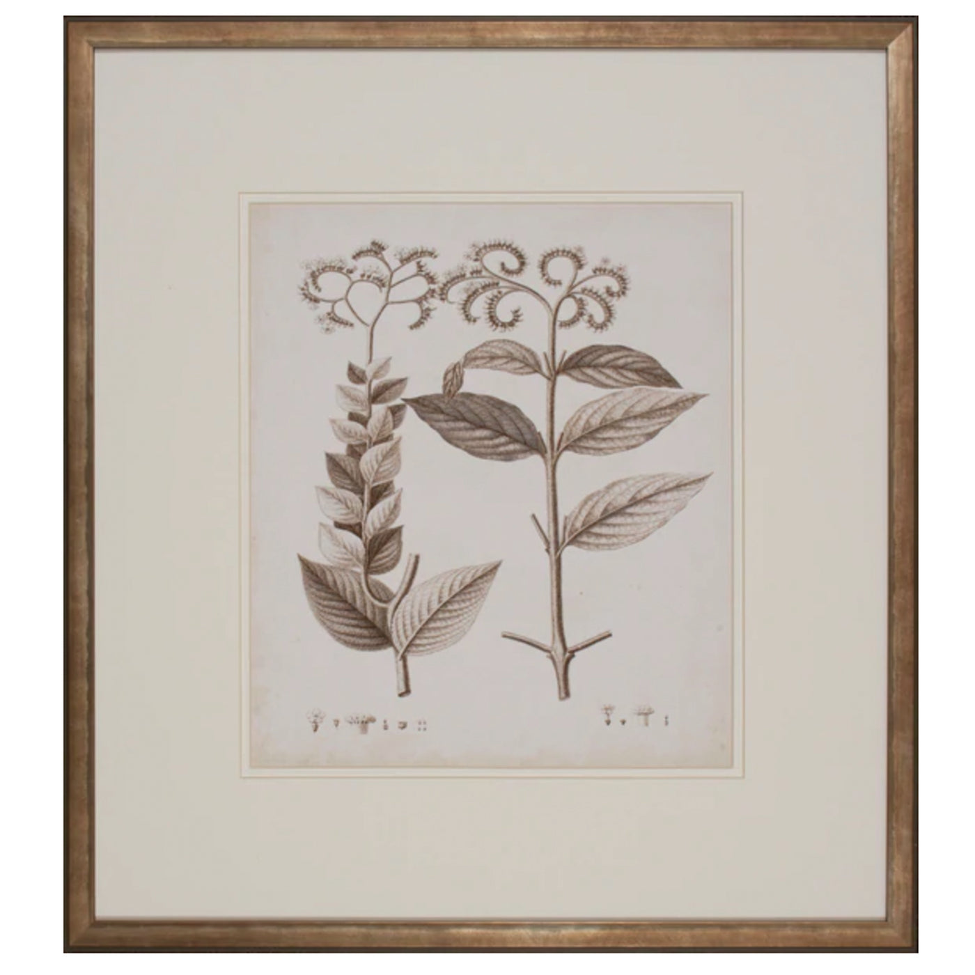 Antique Sepia Botanical VI