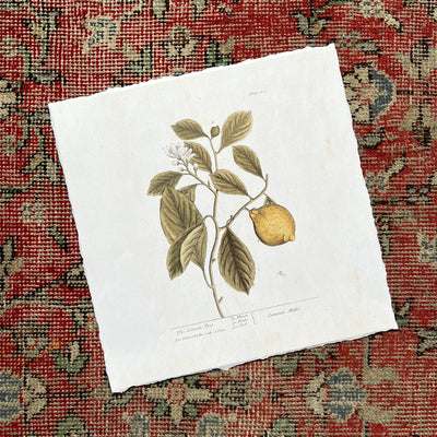 Vintage Botanicals | Lemon Tree